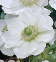 Anemone coronaria tuber variety "White Bride" - 15 pieces