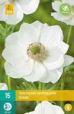 Anemone coronaria tuber variety "White Bride" - 15 pieces