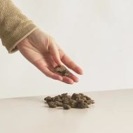 Anemone coronaria tuber variety "White Bride" - 15 pieces