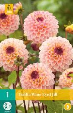 Decorative Dahlia bulb, "pompon" type, "Ferncliff Illusion" variety - 1 pc.