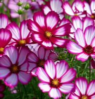 Cosmos bipinnatus "Picotee" seeds - 300 pcs (2 g)