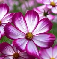 Cosmos bipinnatus "Picotee" seeds - 300 pcs (2 g)