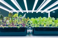 Solux i-Clone 2x20W LED Tube – LED lighting for seedlings, rooting and mother plant maintenance