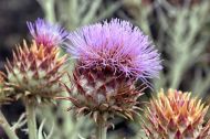 Семена от Кардун (бодлив Артишок) сорт "Слонова кост" (Cynara cardunculus) - 100-125 бр. (5 гр.)