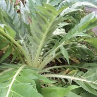 Семена от Кардун (бодлив Артишок) сорт "Слонова кост" (Cynara cardunculus) - 100-125 бр. (5 гр.)