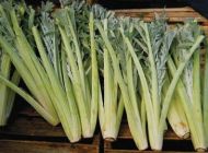 Семена от Кардун (бодлив Артишок) сорт "Слонова кост" (Cynara cardunculus) - 100-125 бр. (5 гр.)