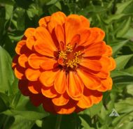 Zinnia cactus giant "Aztec Orange" seeds - 300 pcs (3 g)