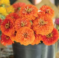 Zinnia cactus giant "Aztec Orange" seeds - 300 pcs (3 g)
