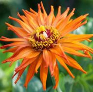 Zinnia cactus giant "Aztec Orange" seeds - 300 pcs (3 g)