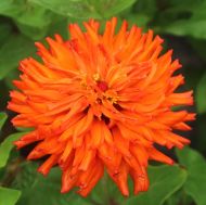 Zinnia cactus giant "Aztec Orange" seeds - 300 pcs (3 g)