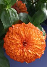 Zinnia cactus giant "Aztec Orange" seeds - 300 pcs (3 g)