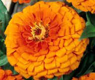Zinnia cactus giant "Aztec Orange" seeds - 300 pcs (3 g)