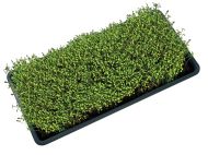 Garland Micro Greens Growing Tray With Holes - тава с дупки за микро растения, 56 x 28 x 3 см