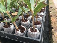 Jiffy-7 39mm. - Pressed peat pellets / plugs / washers - 1000pcs. (box) - New standard in dimensions