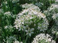 Семена от Чеснов Лук (Allium tuberosum) - 750 бр. (2.5 гр)