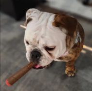 Puff Palz Doggie Doob – кафява играчка от естествена гума за кучета