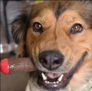 Puff Palz Doggie Doob – кафява играчка от естествена гума за кучета