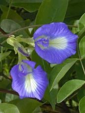 Flowers - Clitoria ternatea - The Blues - 20 seeds