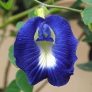 Flowers - Clitoria ternatea - The Blues - 20 seeds