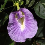 Flowers - Clitoria ternatea - The Blues - 20 seeds