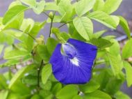Flowers - Clitoria ternatea - The Blues - 20 seeds