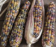 Семена от Декоративна Царевица - Glass Gem - 25 броя