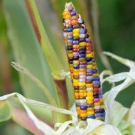 Семена от Декоративна Царевица - Glass Gem - 25 броя