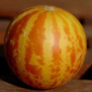 Семена от Пъпеш - "Джобът на Кралица Анна" (Queen Ann's Pocket) - 10 броя