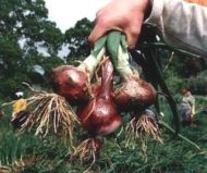 Семена на сладък Червен Лук  - Tropea Rossa Tonda - 5 гр