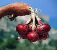 Семена на сладък Червен Лук  - Tropea Rossa Tonda - 5 гр