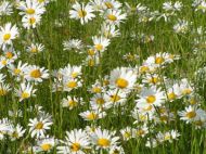 Ox-eye Daisy Seeds - 3500 pieces