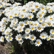 Ox-eye Daisy Seeds - 3500 pieces