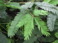 Shy Mimosa Flower Seeds - ±450 pieces