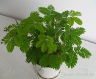 Shy Mimosa Flower Seeds - ±450 pieces