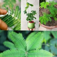 Shy Mimosa Flower Seeds - ±450 pieces