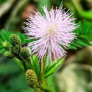 Shy Mimosa Flower Seeds - ±450 pieces