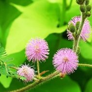 Shy Mimosa Flower Seeds - ±450 pieces