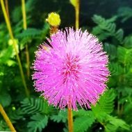 Shy Mimosa Flower Seeds - ±450 pieces