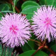 Shy Mimosa Flower Seeds - ±450 pieces
