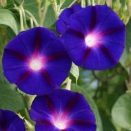 Flower Seeds - Purple Ipomoea "Grandpa Ott" - 60 seeds (2 g.)