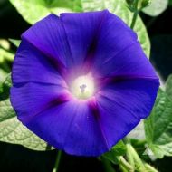 Flower Seeds - Purple Ipomoea "Grandpa Ott" - 60 seeds (2 g.)