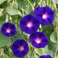 Flower Seeds - Purple Ipomoea "Grandpa Ott" - 60 seeds (2 g.)