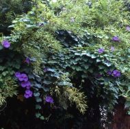 Flower Seeds - Purple Ipomoea "Grandpa Ott" - 60 seeds (2 g.)