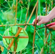 Green trellis wire fo plant support, ø 3.5 mm (5 m)