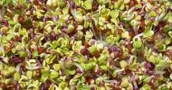 Семена от репички сорт "Китайска роза" (China Rose Radish) 300 гр