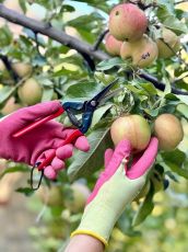 Градинска ножица CHIKAMASA T-55C (дълго острие)