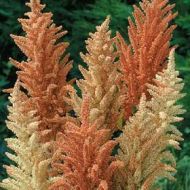 🌸 Amaranth flower seeds "Autumn Palette" – 1500 pcs. (1 g)