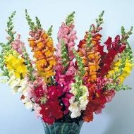 🌸 Antirrhinum flower seeds (Puppies) Mix – 7500 pcs. (1 g)