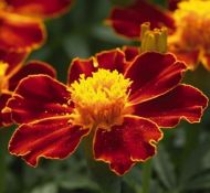 🌼 Tagetes "Linnaeus" flower seeds (Tagetes patula Linnaeus) – ±250 pcs. (1 g)