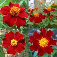 🌼 Tagetes "Linnaeus" flower seeds (Tagetes patula Linnaeus) – ±250 pcs. (1 g)
